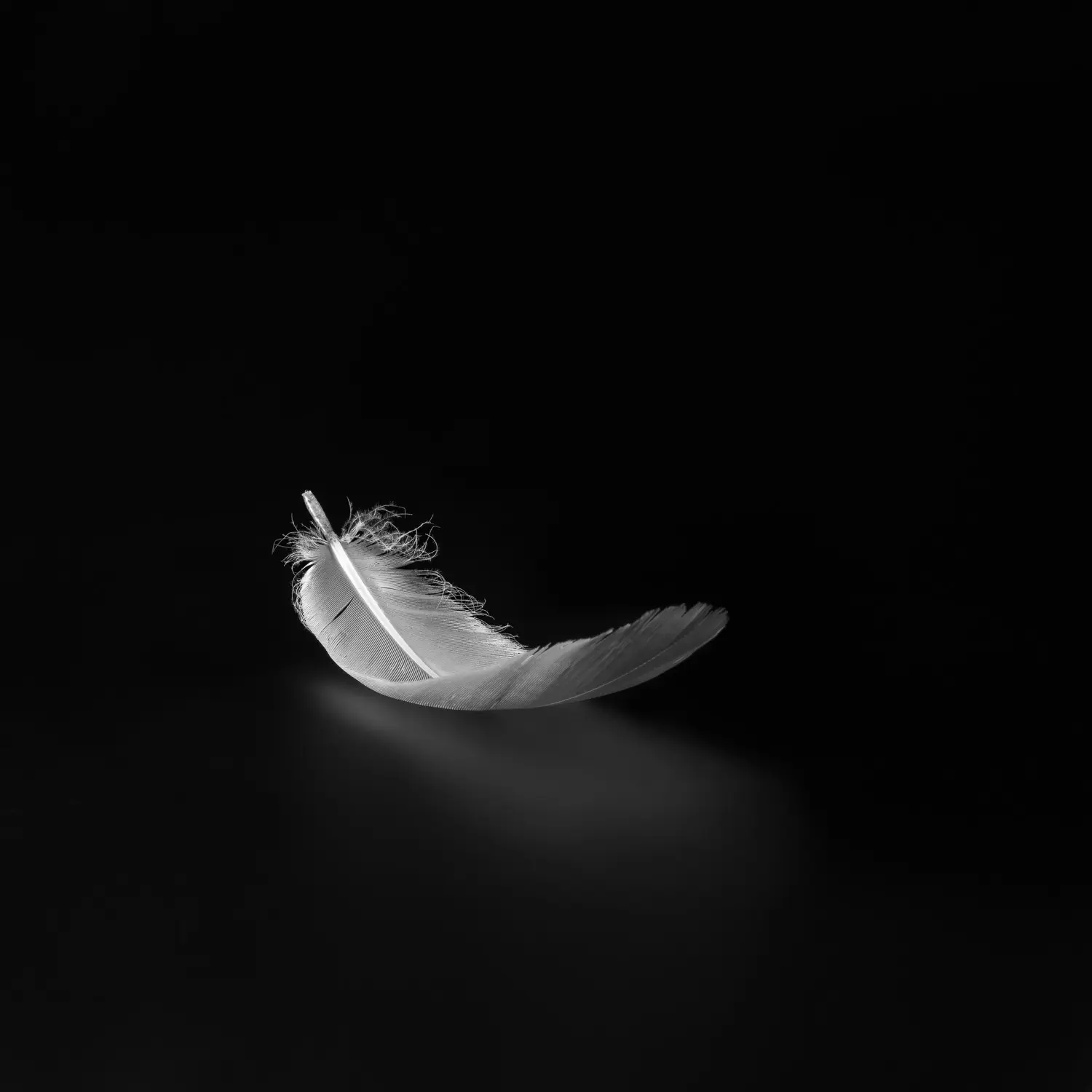 Black & White Photo Contest